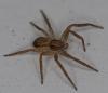 Philodromus dispar